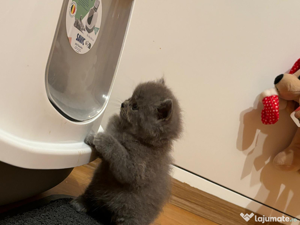 Pisici british shorthair.