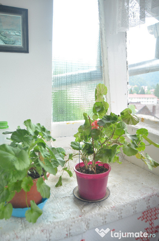 Apartament cu doua camere de vanzare situat in Busteni