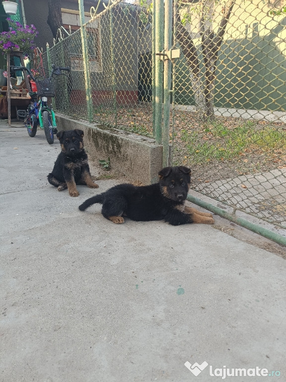 Ciobanesc German Pui