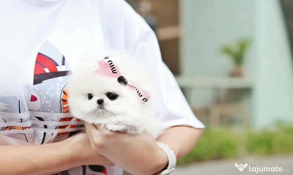 Pomeranian boo miniatura