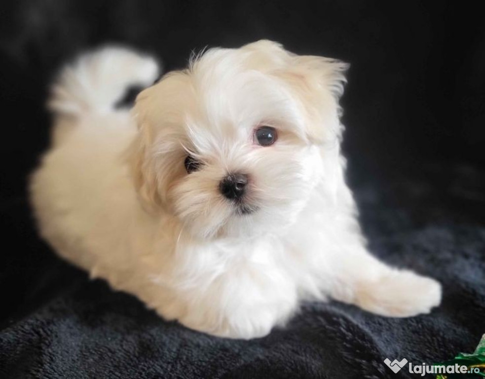 Bichon maltez mini toy