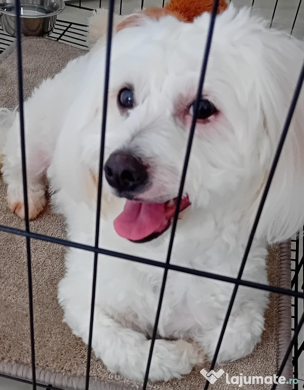 Vand cățelușa bichon