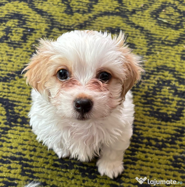 Bichon de 8 săptămâni
