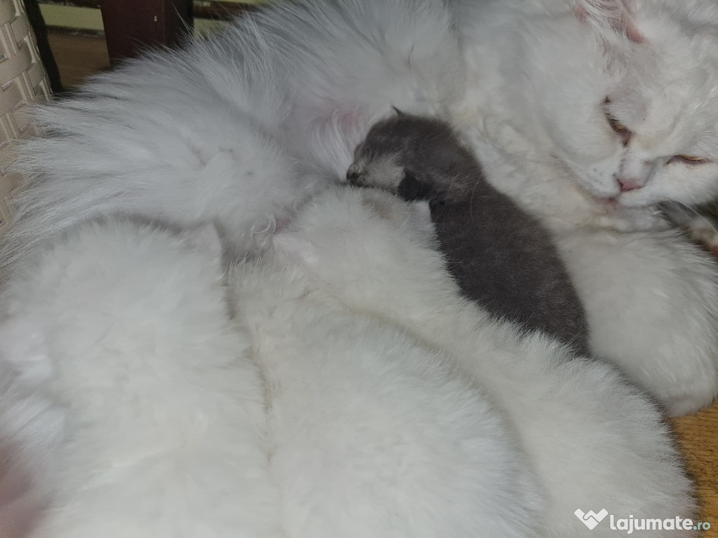 British Shorthair și Longhair White si Silver Tabby, masculi si femele