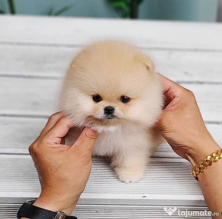 Pomeranian mini toi alb-auriu