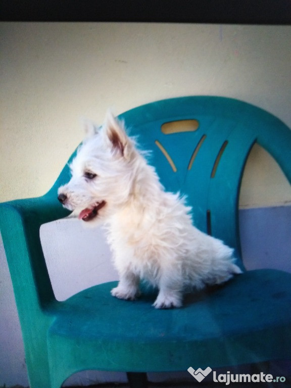 Westie pui 2 luni
