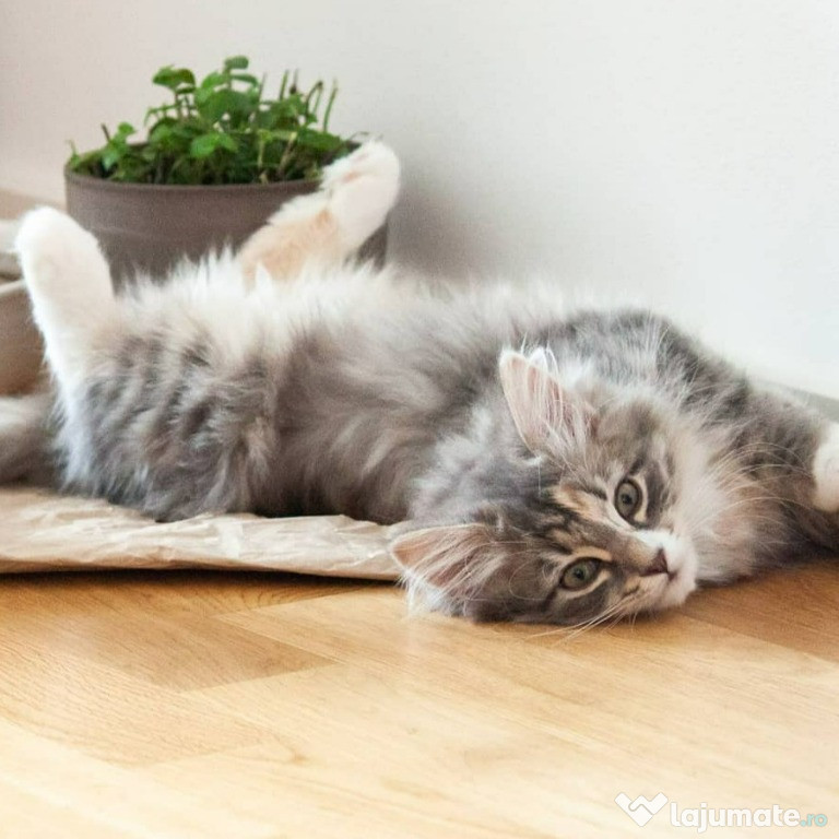 Pui Angora Turceasca