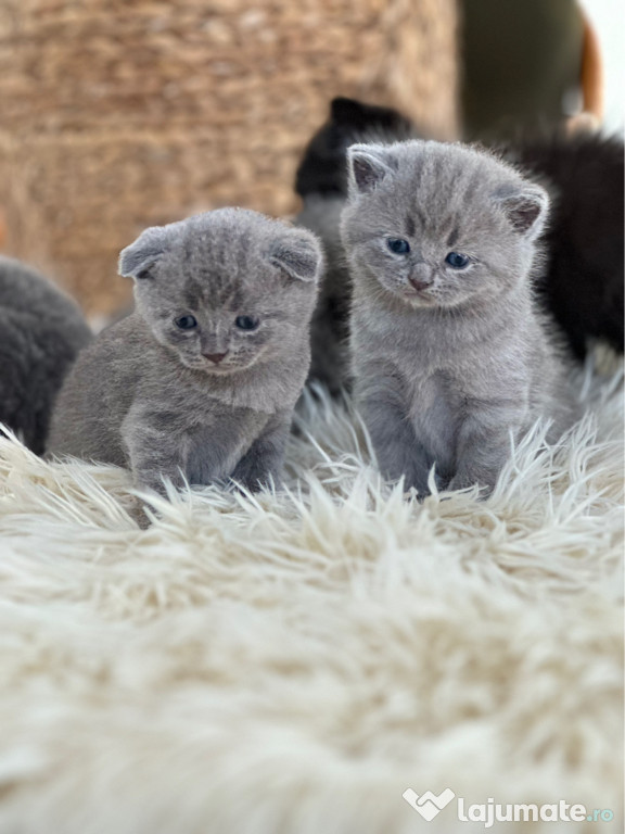 Pui British Shorthair si Scotish Fold adorabili
