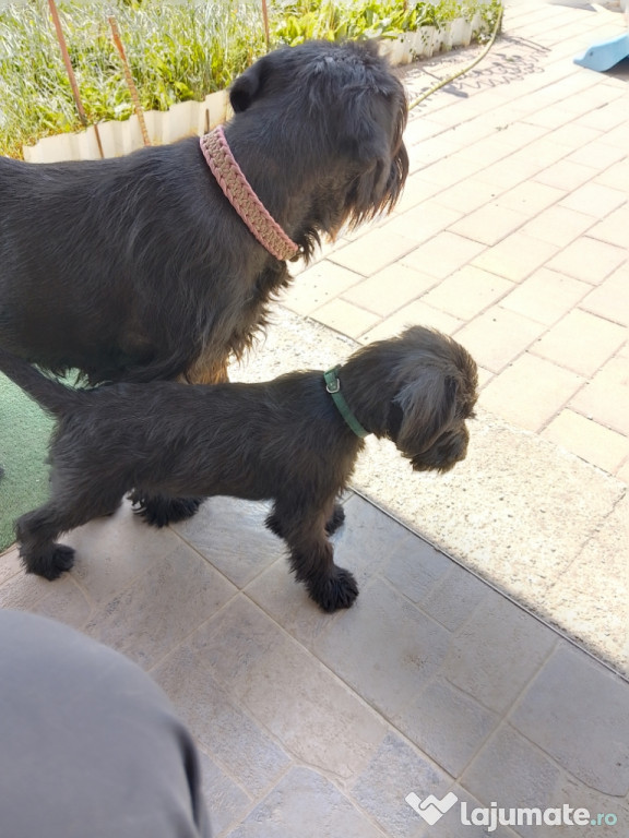 Schnauzer Standard Mediu Negru femelă 10 săptămâni