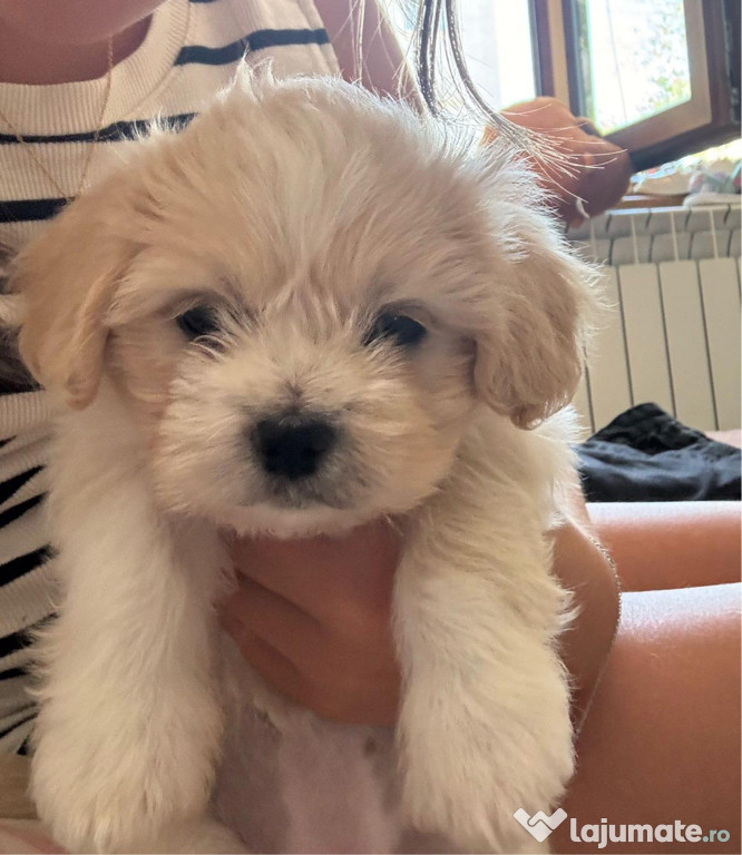 Bichon maltez fetițe