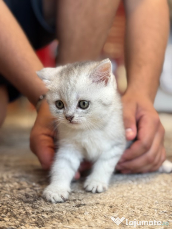 Pui de pisică british shorthair