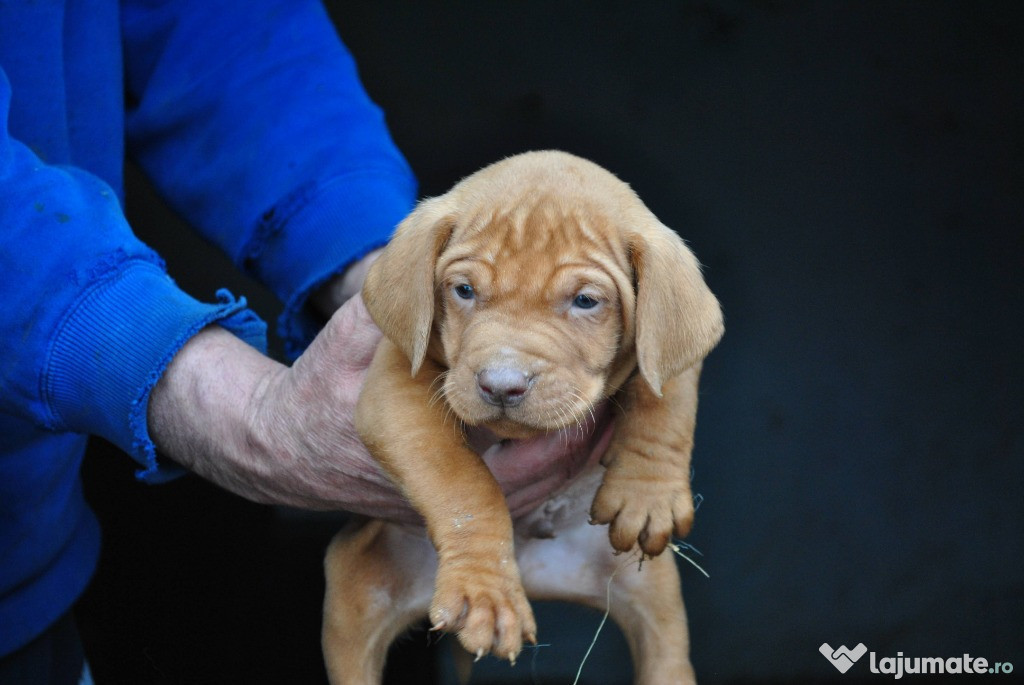 Pui Vizsla|Viszla|Vijla Maghiara
