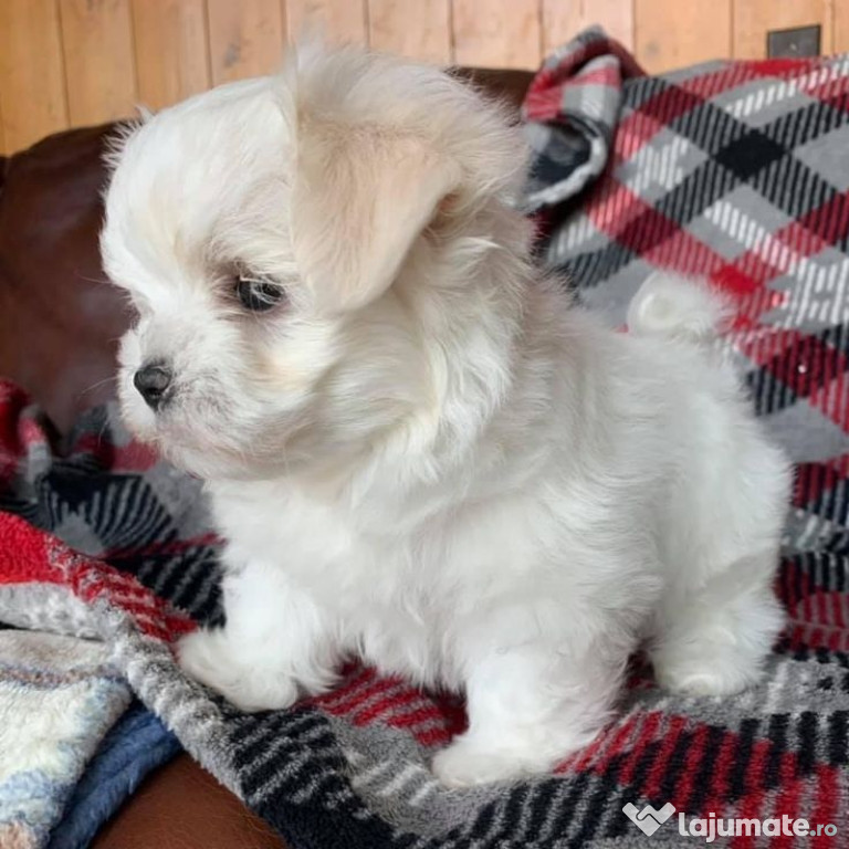 Bichon maltez minitoy