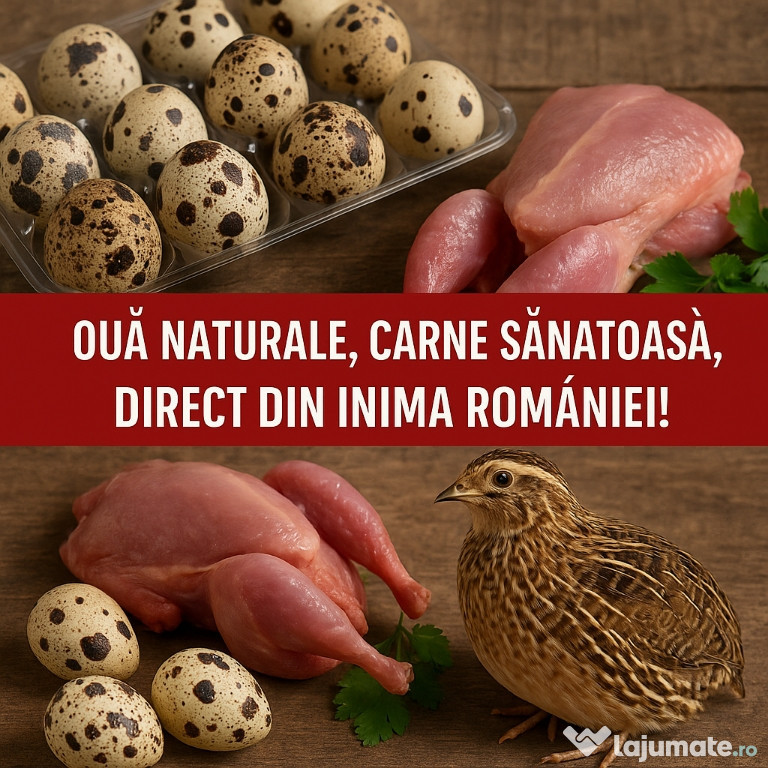 Oua Prepeliță Incubare Rasa Japoneza Fertilitate Maxima