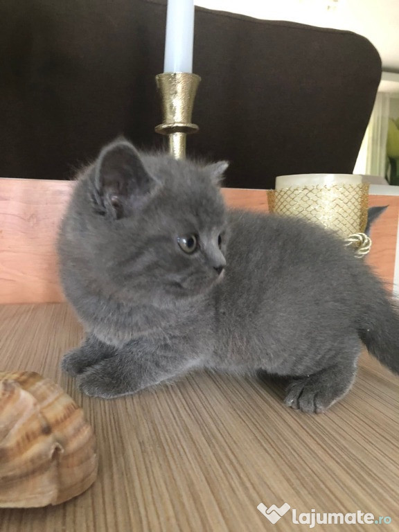 Vând pisicuți british sorthair blue