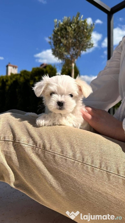 Bichon maltez mini toy