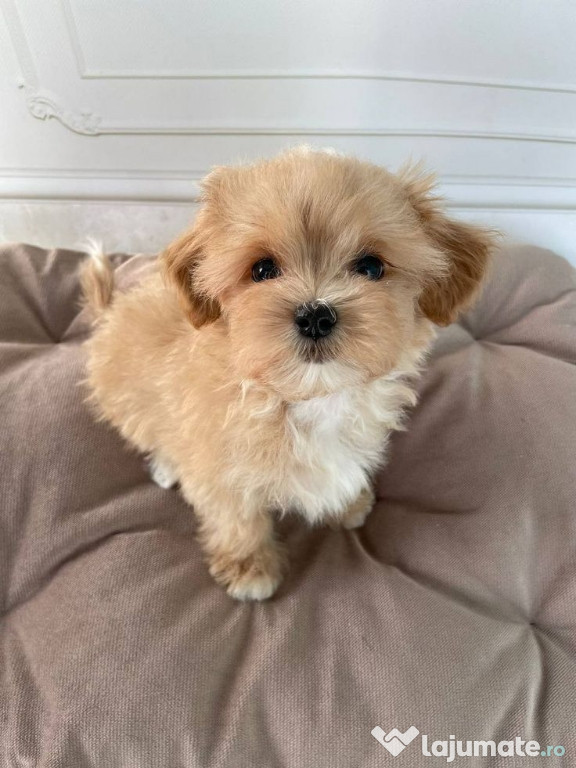 Bichon maltez mini toy