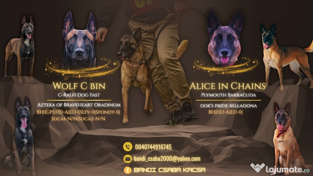 Pui Ciobanesc Belgian Malionis