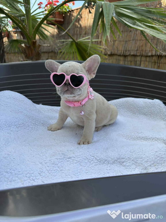 Bulldog francez femela