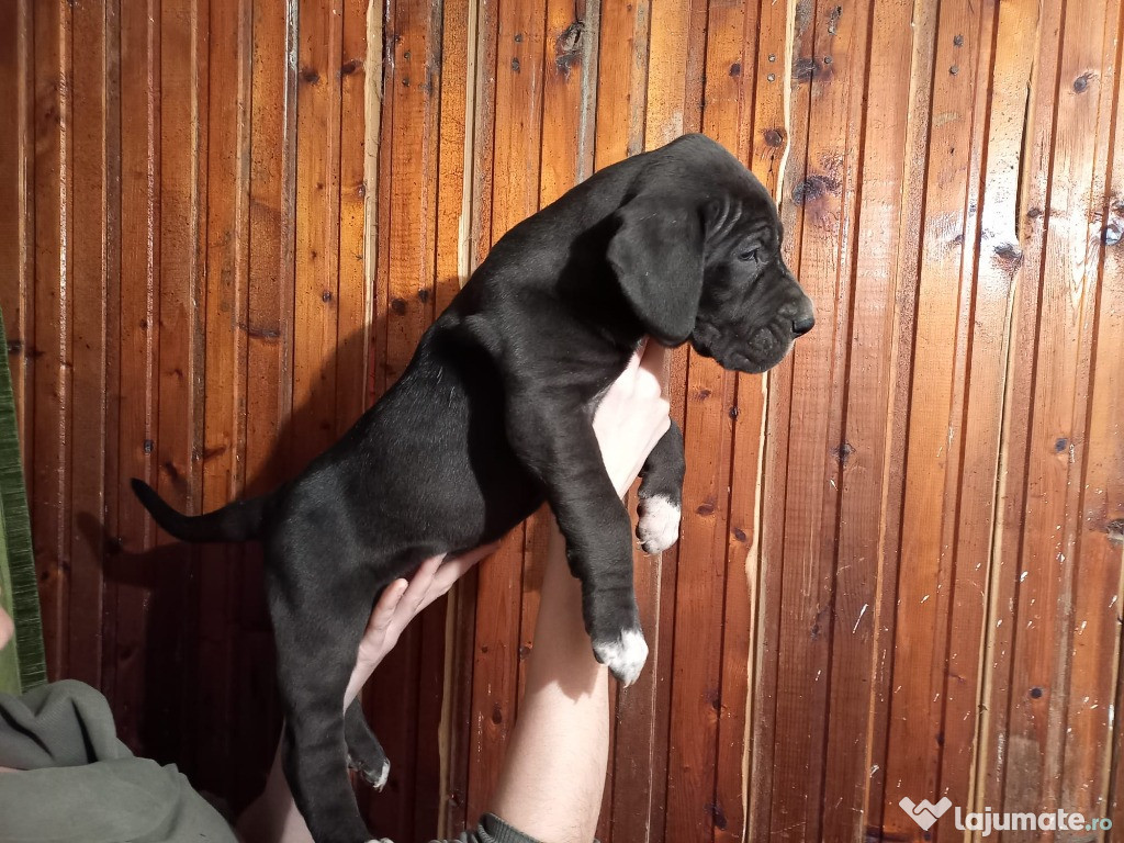 Pui Dog German mascul