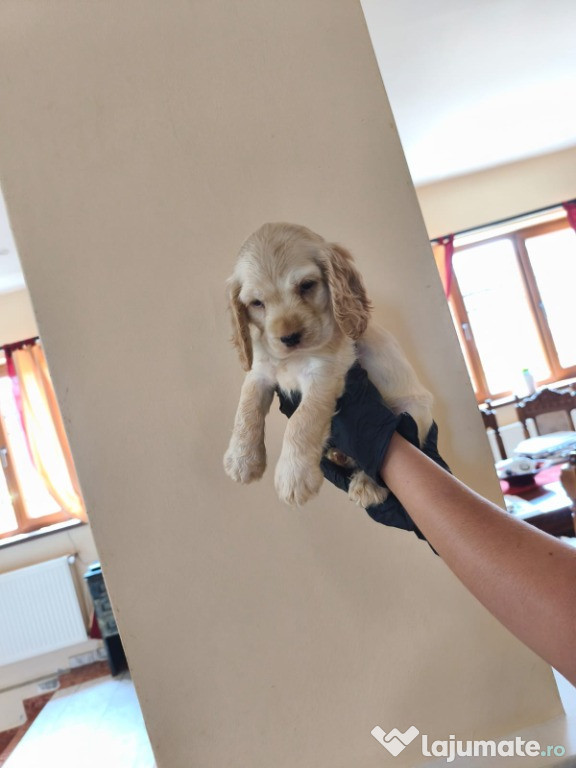 Pui Cocker Spaniel