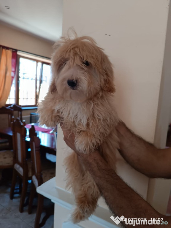Pui Maltipoo mascul