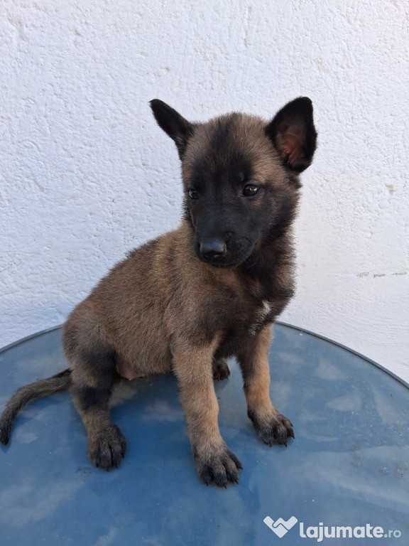 Pui ciobănesc belgian Malinois