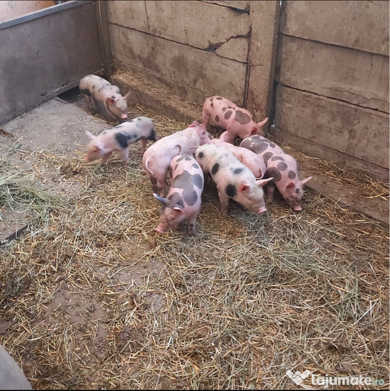 Scroafă cu purcei de vânzare