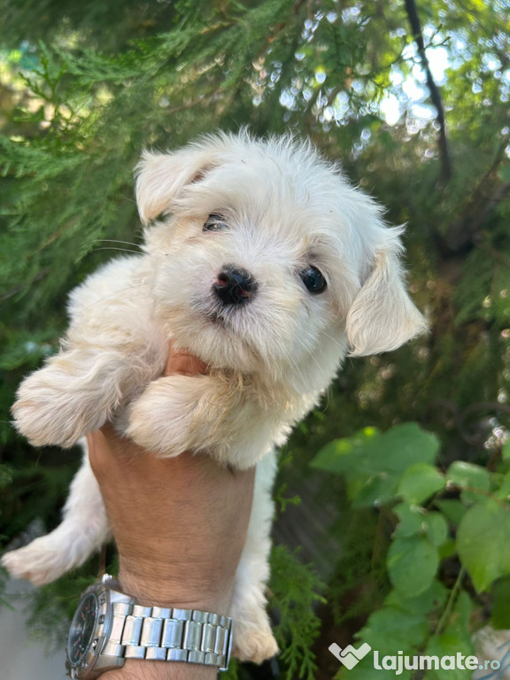 Bichon maltesse minii toy