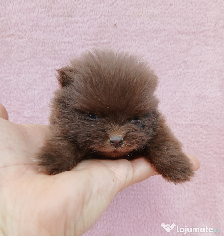 Asigur transport !!! Pui Pomeranian Ciocolatiu EXTRA MIC !!!