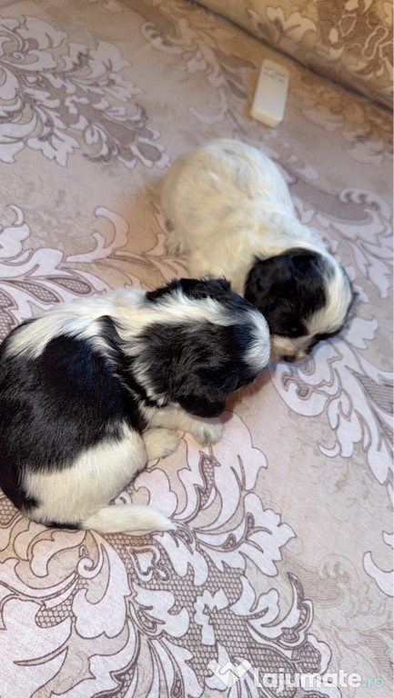 Bichon Havanez Femele