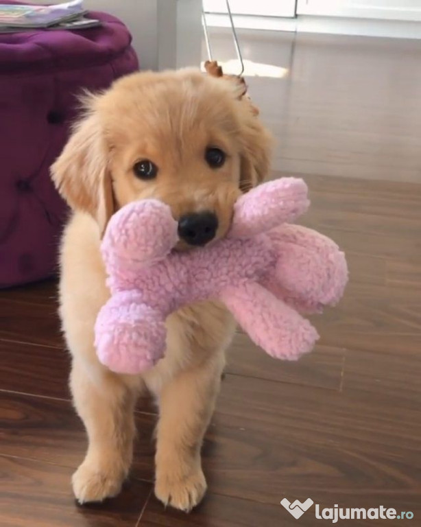 Golden retriever