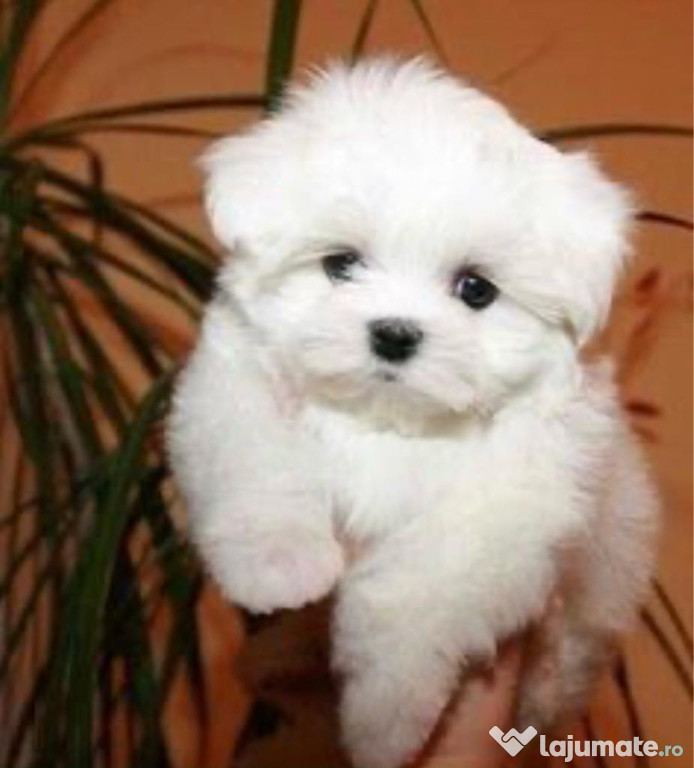 Bichon maltez minii toyyy