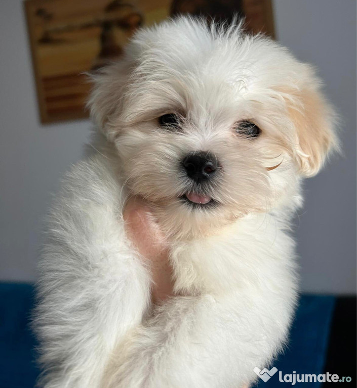 Bichon maltez alb de talie mica