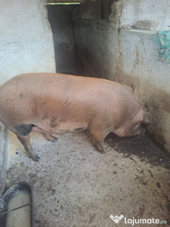 Vând porc Duroc 170 kg