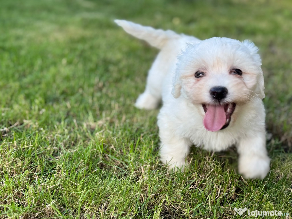 Bichon maltez de vanzare