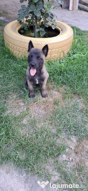 Ciobănesc belgian malinois