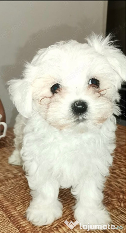 Bichon maltez alb 2 luni