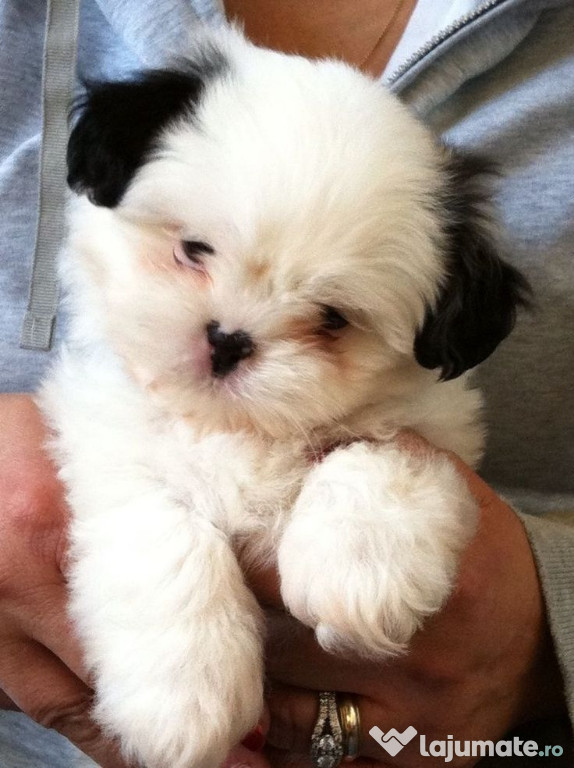 Bichon maltez mini toy