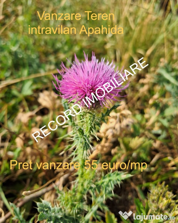 Teren intravilan 1095 mp, zona Molitura Apahida