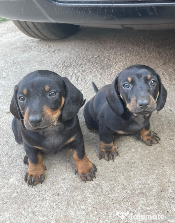Vand teckeli/Dachshund de 7 saptamani