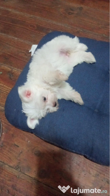 Pui Bichon maltez