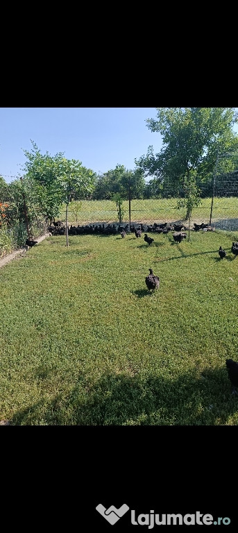 Pui australorp de vânzare