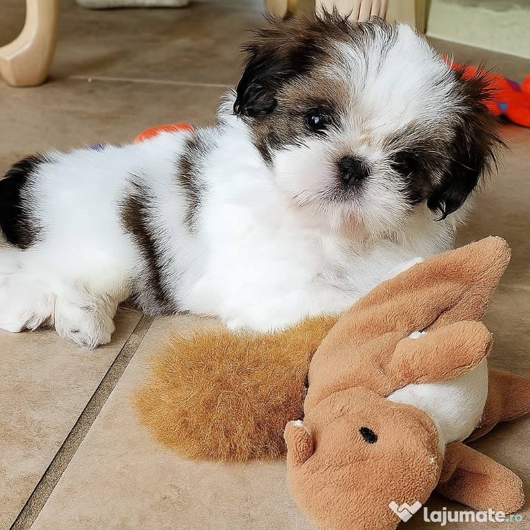 Bichon maltez mini toy deosebit
