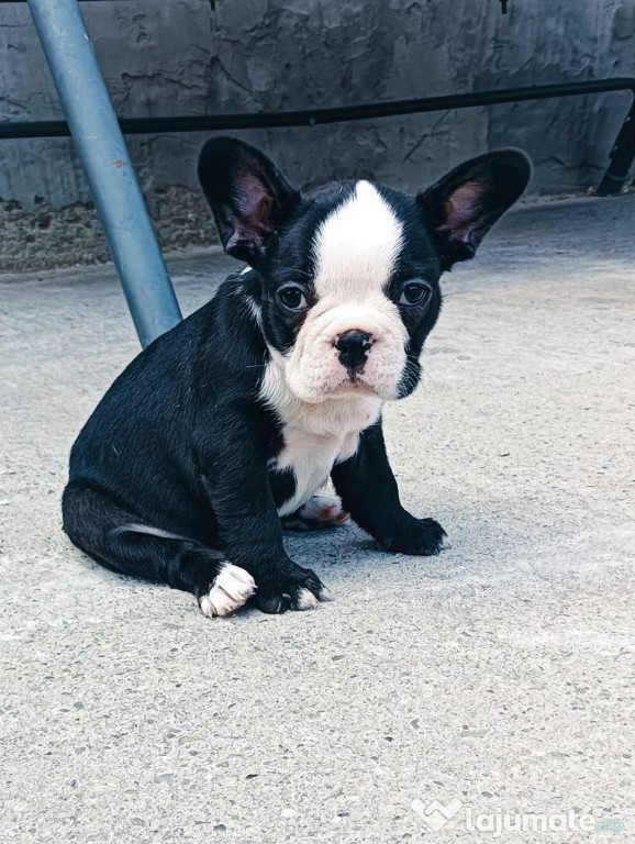 Bulldog francez din părinții cu pedigree