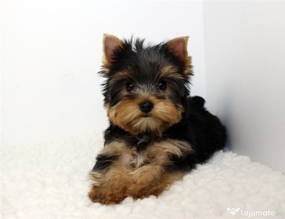 Yorkshire terrier mini toy