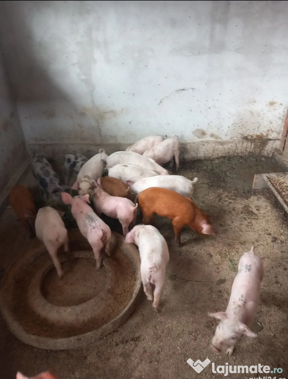 Purcei de vânzare!!