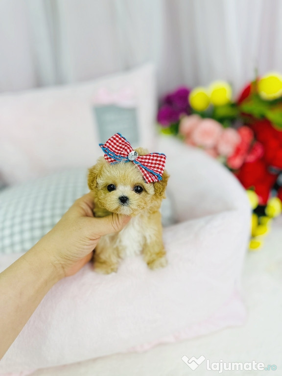 Maltipoo mini de buzunar -raritate