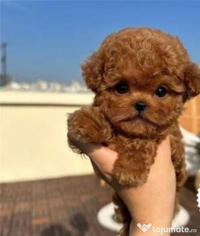 Caniche pudel mini apricot de o frumusețe rara