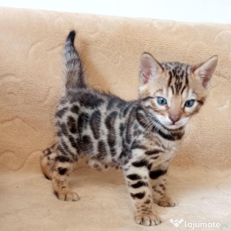 Pui de pisică Bengal
